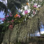 Singapore – Parrots, Pandas and Pangolins